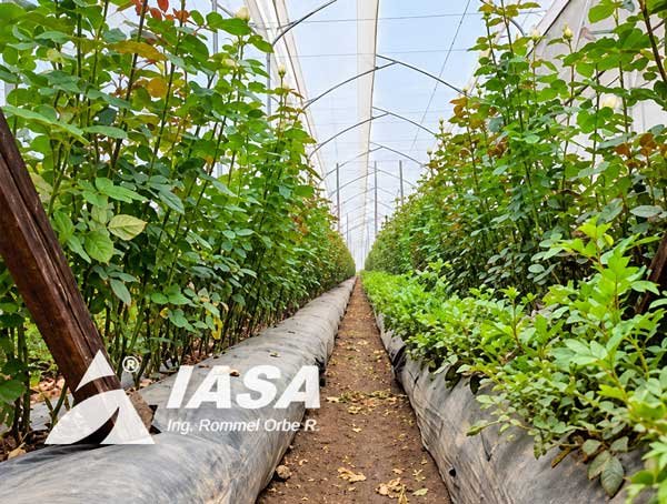 Invernadero Metálico para Propagación de Plantas